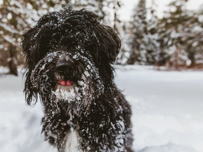 Your Pet and Winter Conditions